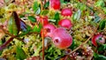 The bunch of red cranberries in the fall in the swamp, close up