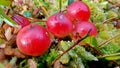 The bunch of red cranberries in the fall in the swamp, close up