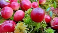 The bunch of red cranberries in the fall in the swamp, close up