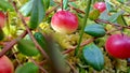 The bunch of red cranberries in the fall in the swamp, close up