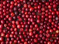 A bunch of red cranberries on a table Royalty Free Stock Photo