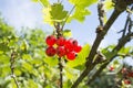 A bunch of red currant berries on a bush on a sunny day Royalty Free Stock Photo