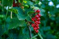 Bunch of red currant berries growing on the branch of a bush Royalty Free Stock Photo