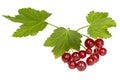Bunch of red currant berries on a white background Royalty Free Stock Photo