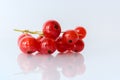 Bunch of red currant berries on a white background with reflection Royalty Free Stock Photo