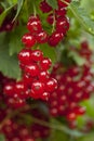 Red currant Royalty Free Stock Photo
