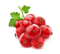 Bunch of red currant isolated on white background Royalty Free Stock Photo