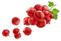 Bunch of red currant isolated on white background Royalty Free Stock Photo