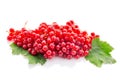 Bunch red currant with leaves isolated on white Royalty Free Stock Photo