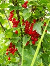 Red currant Ribes rubrum  berries on shrub branches Royalty Free Stock Photo
