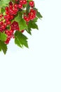 Bunch of red currant on a twig on a white background. Royalty Free Stock Photo