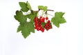 Bunch of red currant on a twig on a white background. Royalty Free Stock Photo