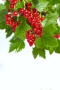 Bunch of red currant on a twig on a white background. Royalty Free Stock Photo