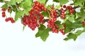 Bunch of red currant on a twig on a white background. Royalty Free Stock Photo