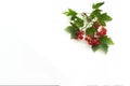 Bunch of red currant on a twig on a white background. Royalty Free Stock Photo