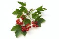 Bunch of red currant on a twig on a white background. Royalty Free Stock Photo