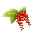 Bunch of red currants hand drawn art. Digital illustration imitation of watercolor. A branch of a large garden berry with