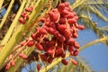 Bunch of red dates on the palm tree Royalty Free Stock Photo