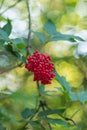 A bunch of red elderberries on a natural green blurred background. Selective focus, shallow depth of field. Artistic poster