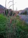 A bunch of red flowering horsetail reeds. Royalty Free Stock Photo
