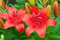 Bunch of red flowers lily on green background