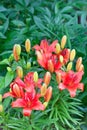 Bunch of red flowers lily on green background