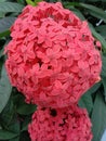 A bunch of red flowers looks like a ball