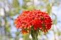 A bunch of red flowers Lychnis closeup. Decorative flowers