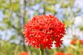 A bunch of red flowers Lychnis closeup. Decorative flowers