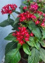 Bunch of red flowers plant