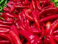 Bunch of red fresh organic peppers, paprika at the village market counte Royalty Free Stock Photo