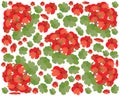 Bunch of Red Geranium Flowers on White Background