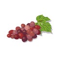 A bunch of red grape isolated on white background.