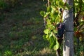 Bunch of red grapes in the Chianti Classico vineyards in greve in Chianti just before the harvest. Italy Royalty Free Stock Photo