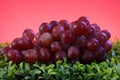 A bunch of red grapes in close-up.