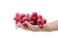 A bunch of red grapes on hand Royalty Free Stock Photo