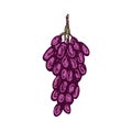 Bunch of red grapes, hand drawn doodle, sketch, vector Royalty Free Stock Photo