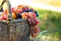 bunch of red grapes hanging from old wicker basket. Harvest berries against green grass at sunset