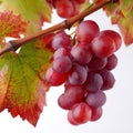 A bunch of red grapes hanging from a vine with leaves Royalty Free Stock Photo
