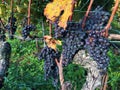 Bunch of red grapes, Lavaux, Switzerland Royalty Free Stock Photo