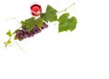 Bunch of red grapes and leaves and red wine glass on white background Royalty Free Stock Photo