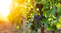 Bunch of red grapes on the vine bush at the vineyard plantation during sunset Royalty Free Stock Photo