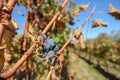 bunch of red grapes on vine closeup view Royalty Free Stock Photo