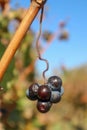 bunch of red grapes on vine closeup view Royalty Free Stock Photo