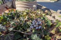 bunch of red grapes on vine closeup view Royalty Free Stock Photo