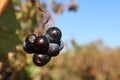 bunch of red grapes on vine closeup view Royalty Free Stock Photo