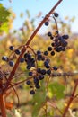 bunch of red grapes on vine closeup view Royalty Free Stock Photo