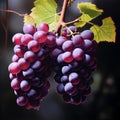 Bunch of red grapes with water drops on a dark background. Royalty Free Stock Photo