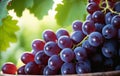 Bunch of red grapes in a wooden bowl on a green background Royalty Free Stock Photo