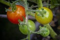 Four Little tomatoes on a branch Royalty Free Stock Photo